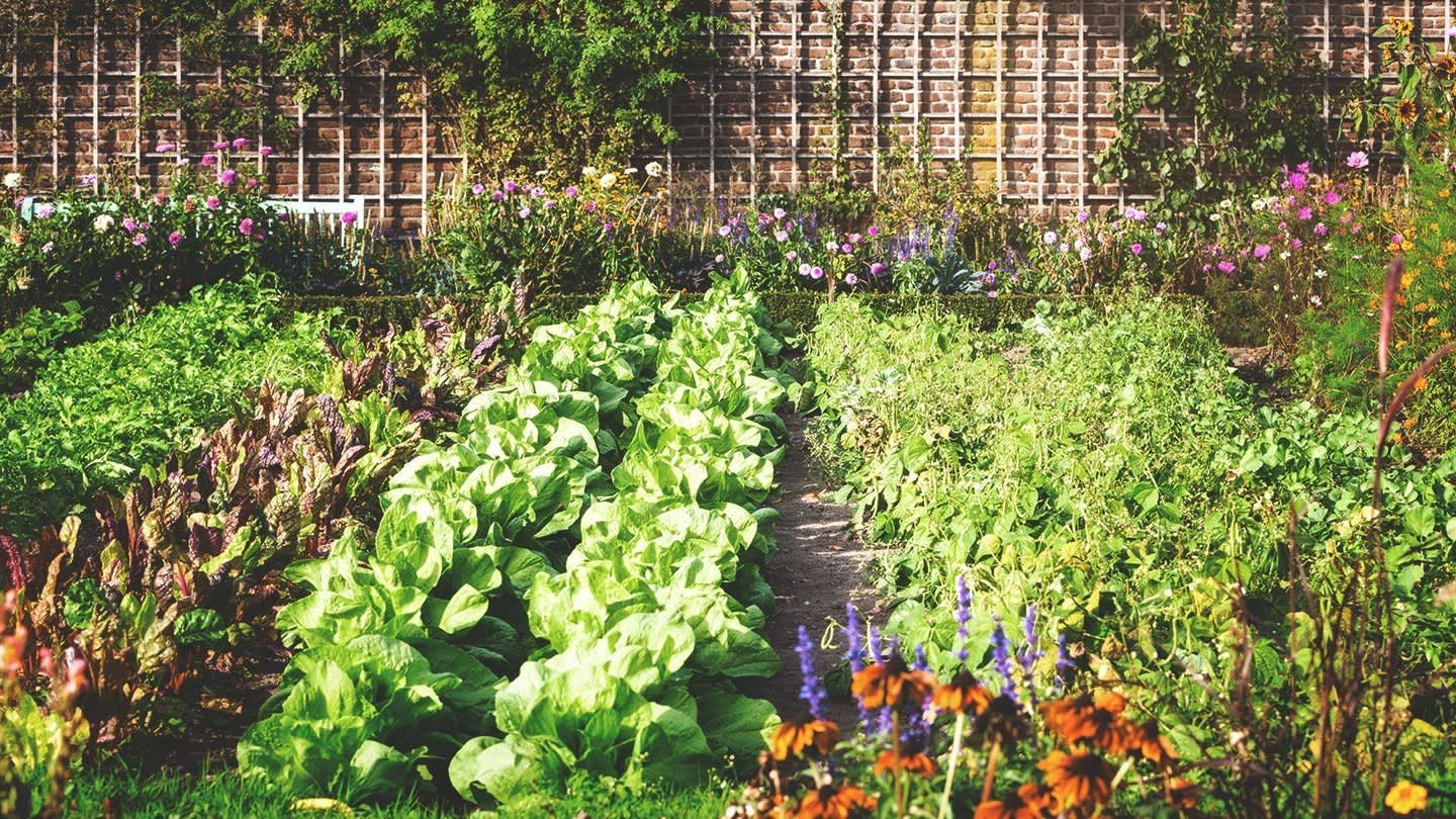 Gemüsegarten im Sommer