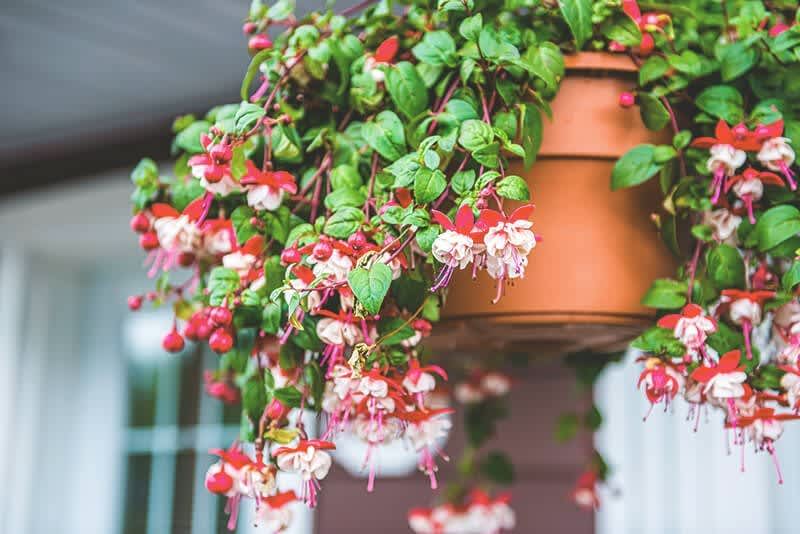 Pflanzen Gartentipps Oktober