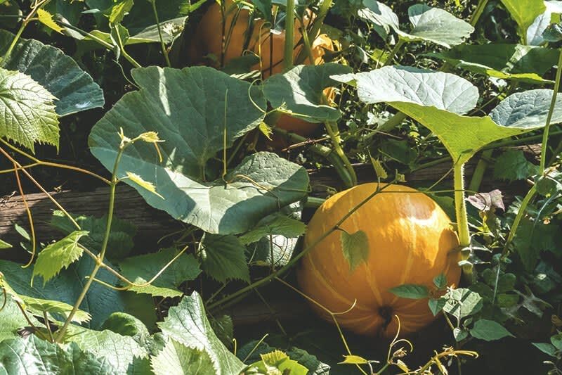 Ernte Gartentipps Oktober