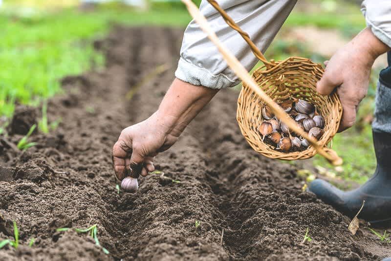 Saat Gartentipps Oktober