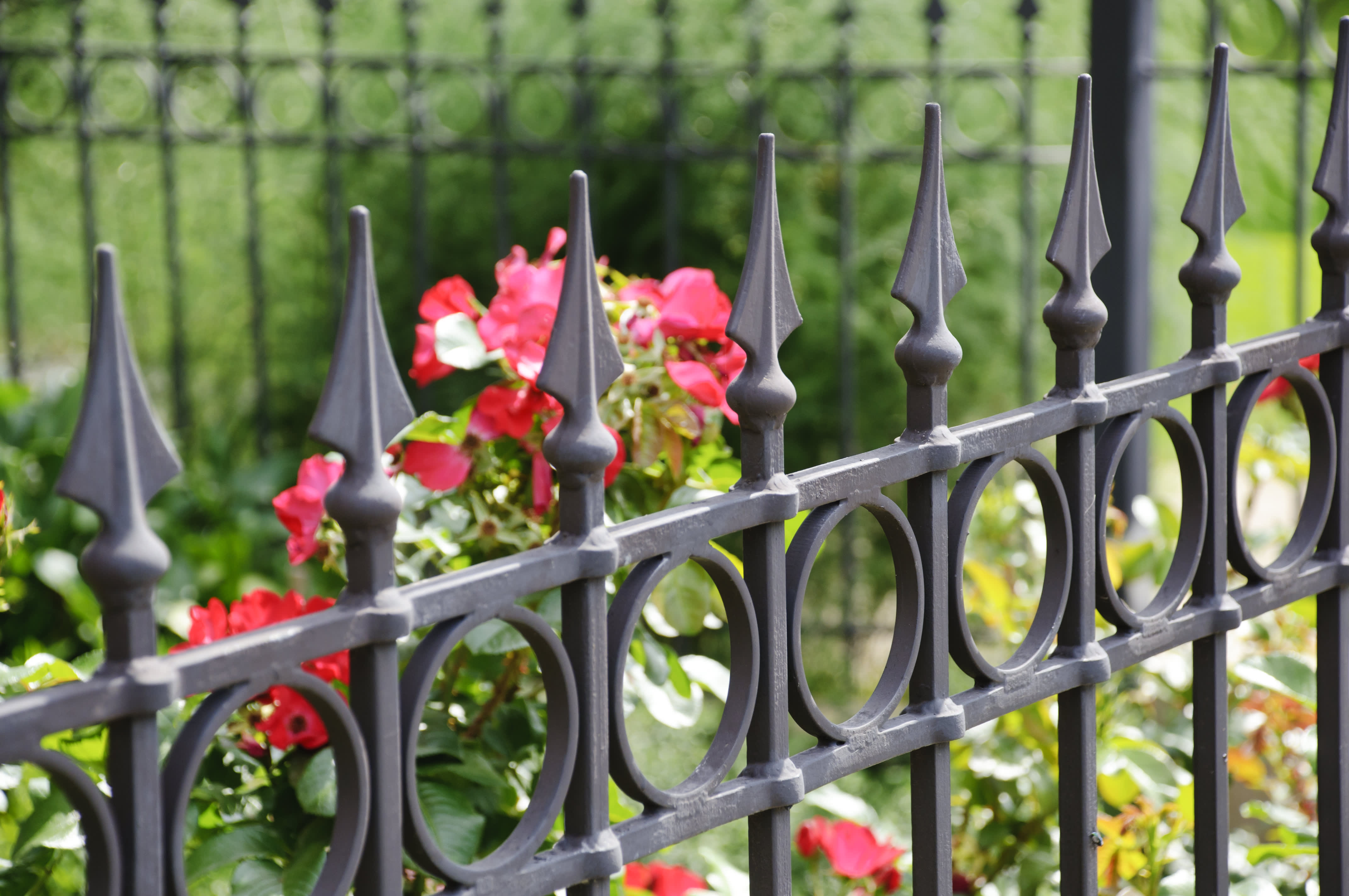 Rot blühende Blumen hinter dekorativem dunklen Metallzaun
