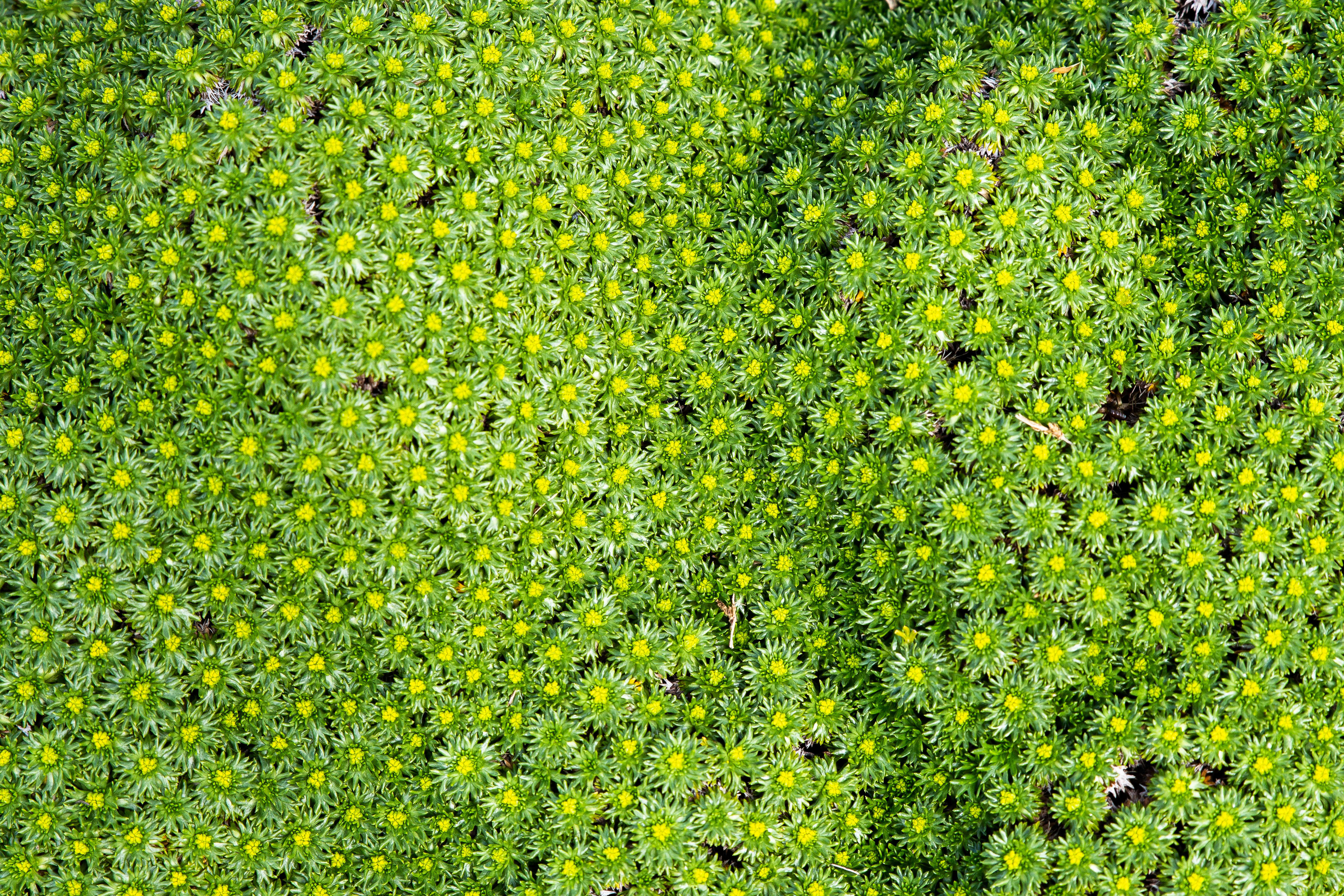 Grün-gelbe Fläche mit Andenpolster als ideale Pflanze zur Dachbegrünung
