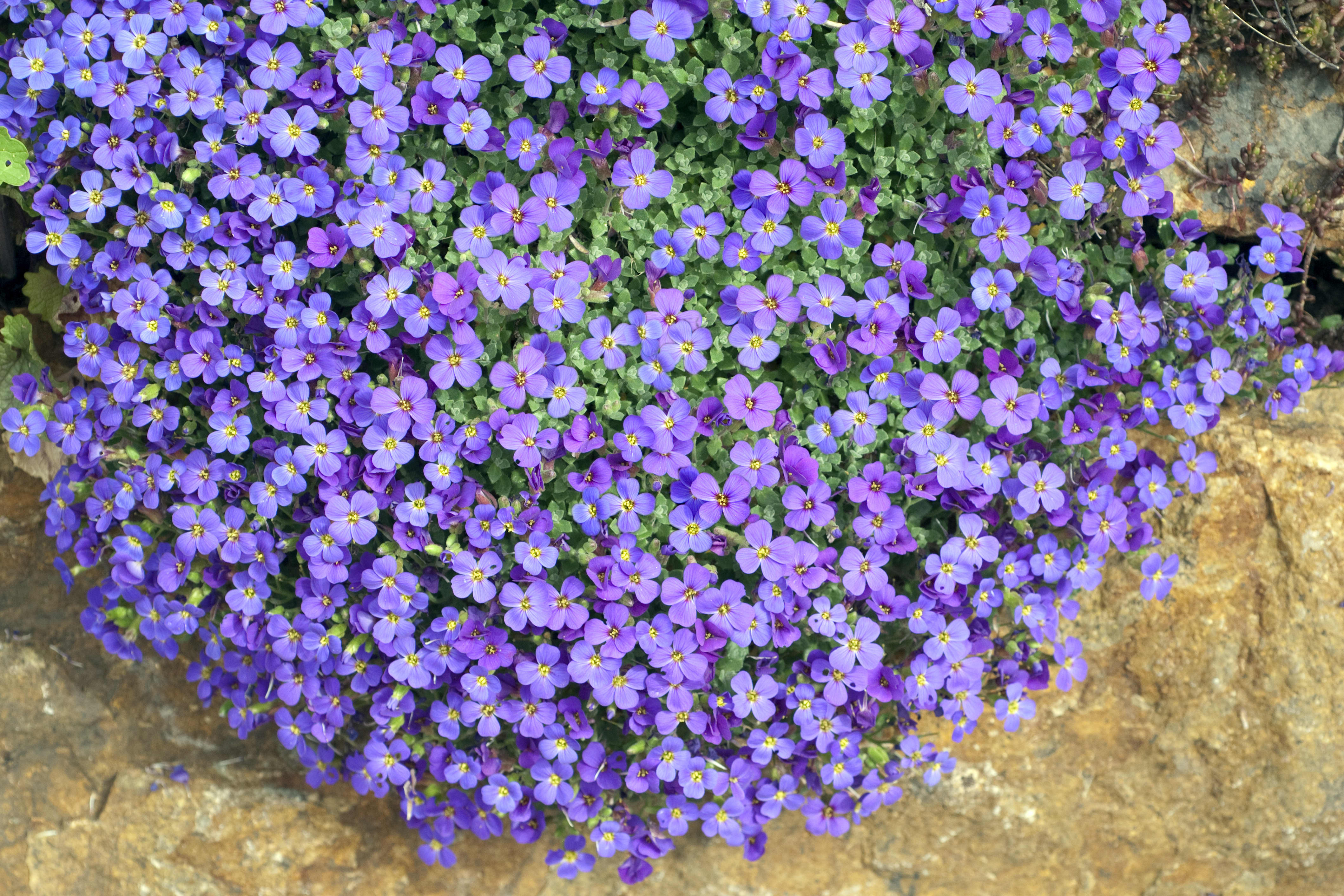 Blaukissen mit violetten Blüten als Bodendecker für Dachbegrünung oder Mauergärten