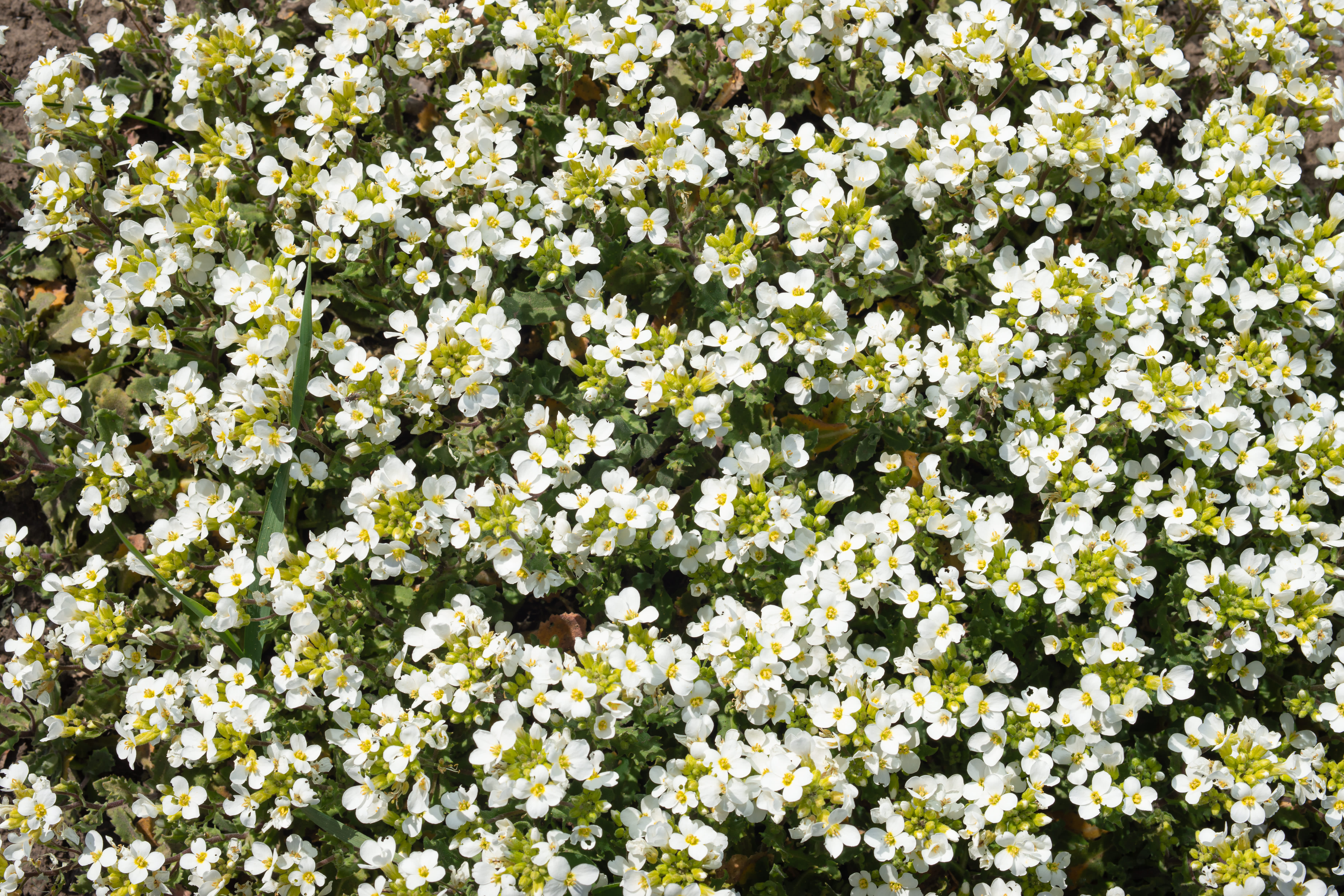 Gänsekresse mit weißen Blüten als ideale Pflanze für die Dachbegrünung