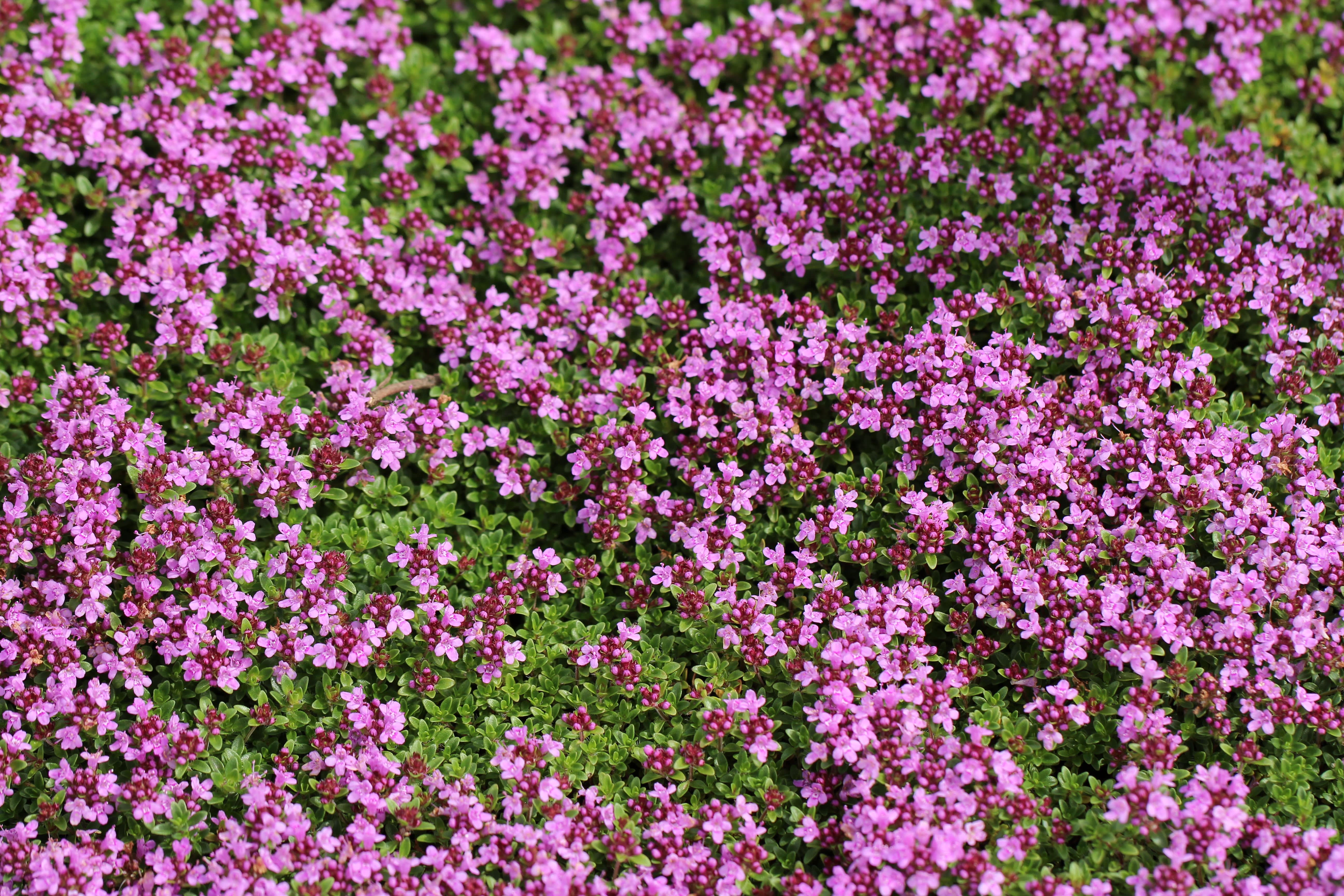 Sand-Thymian bedeckt Boden mit grünen Blättern und violetten Blüten.