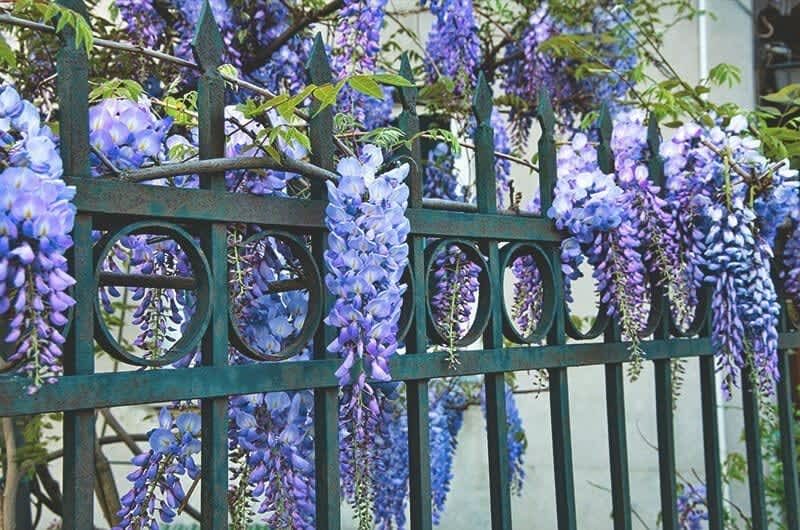 Blaue Blumen, die über dem Zaun hängen