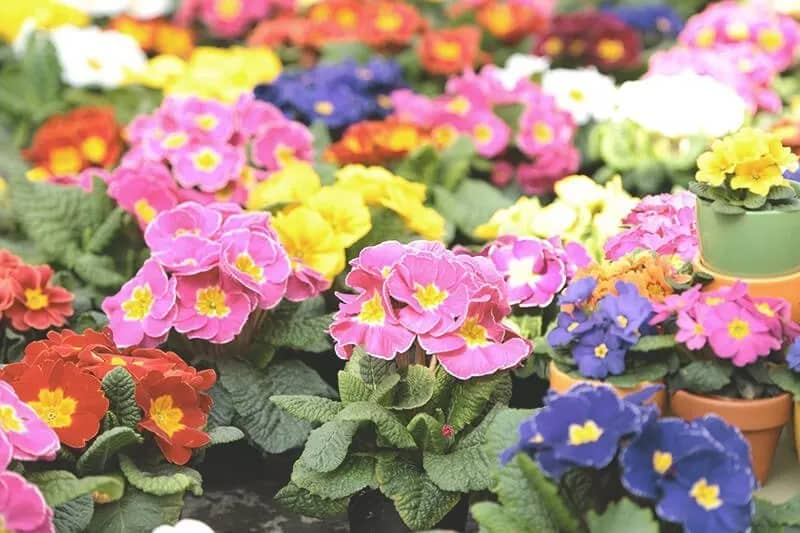 Bunte Blumen, Stiefmütterchen