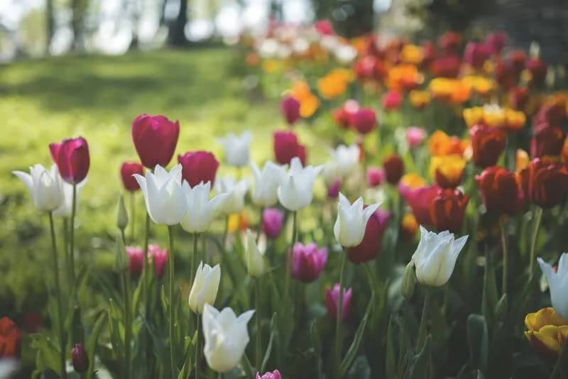 Bunte Tulpen