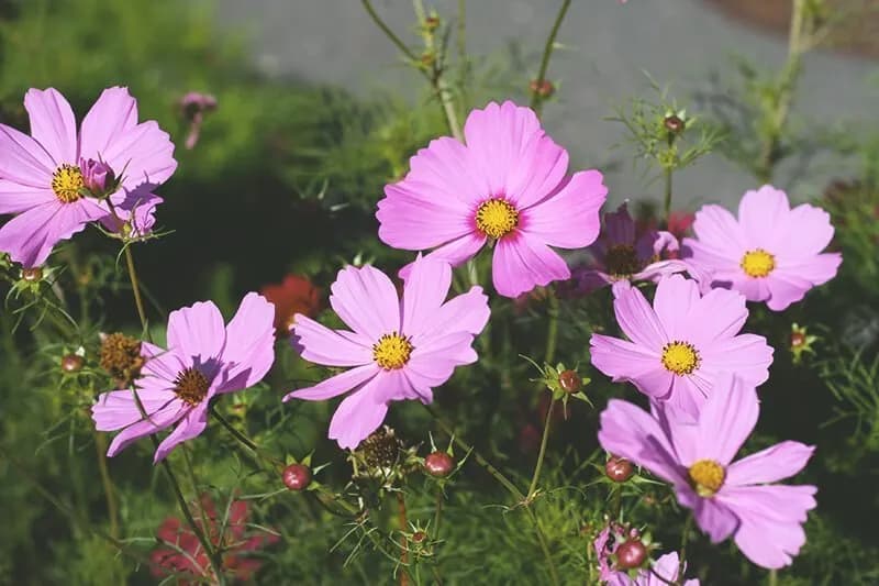 Feldblumen in rosa
