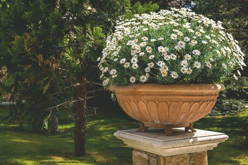 Blumen im Blumentopf im Garten, Garteninspiration von Aroundhome