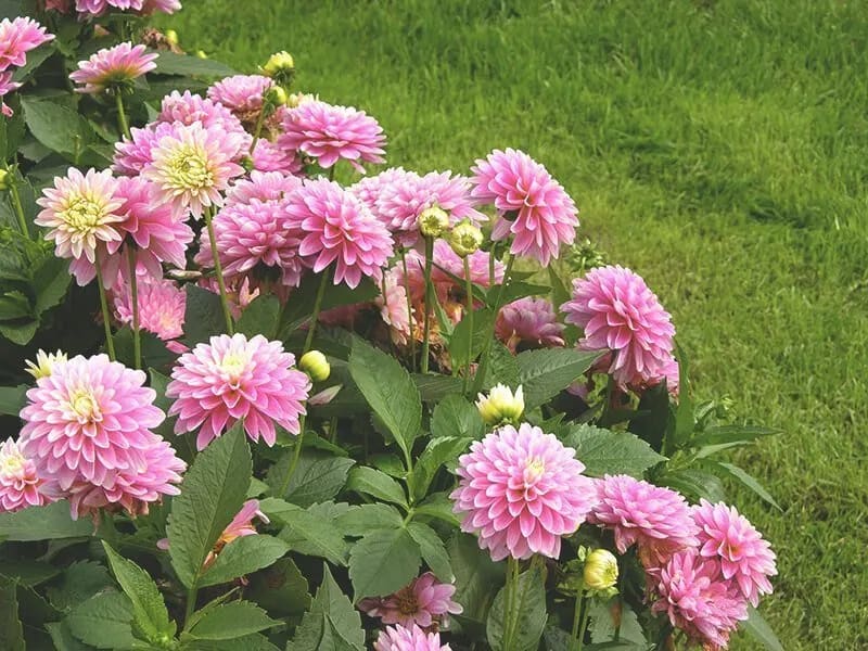 Blumen aus dem Blumenkalender von Aroundhome