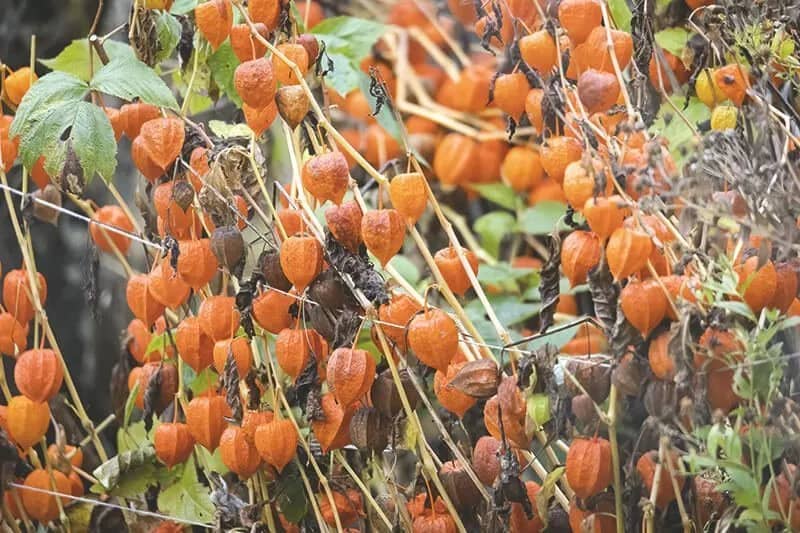Blumen aus dem Aroundhome Blumenkalender