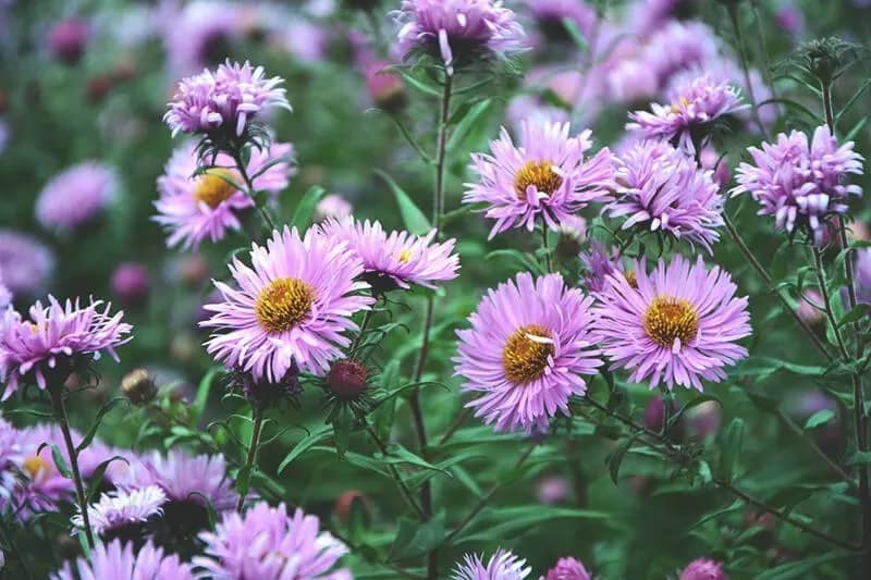 Blumen aus dem Aroundhome Blumenkalender