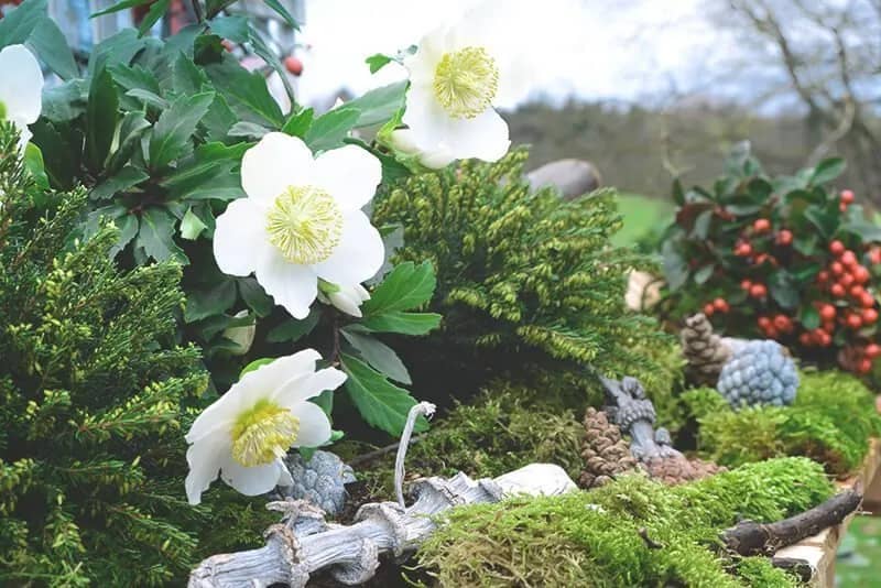 Christrose im Aroundhome Blumenkalender zur Information für GALA