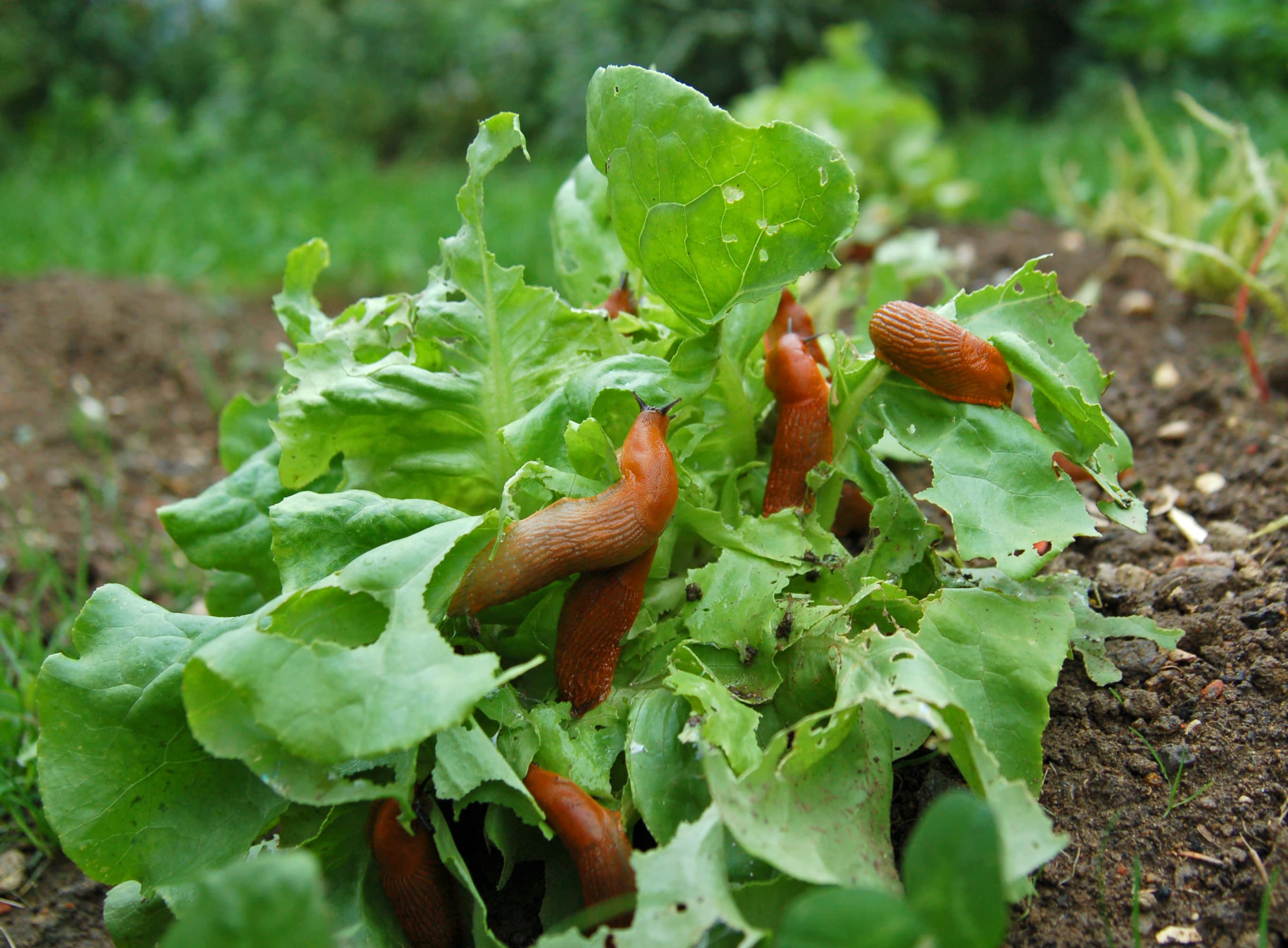 Salat im Garten mit Nacktschnecken.