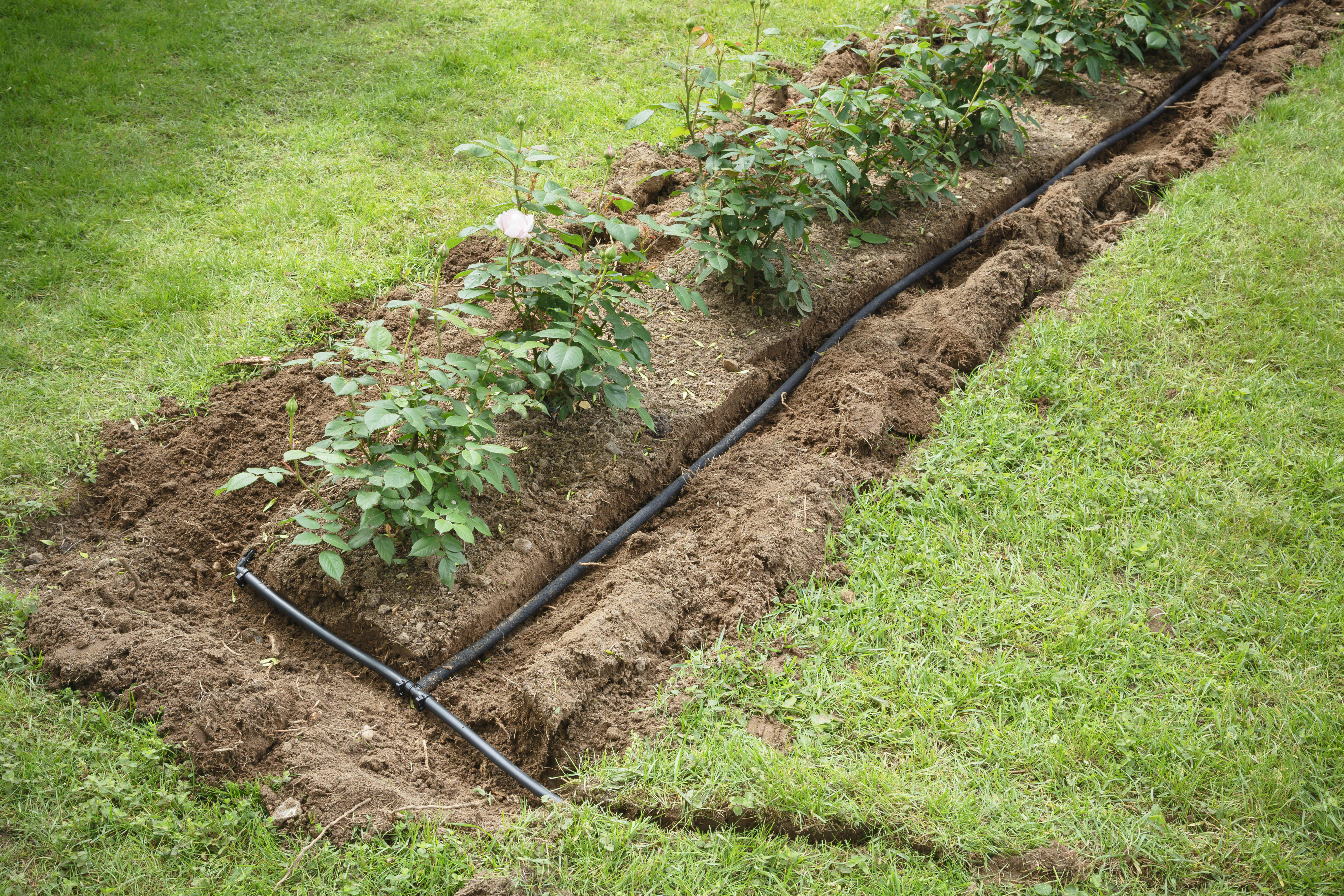 Beet im Garten mit Bewässerungssystem in Erde.
