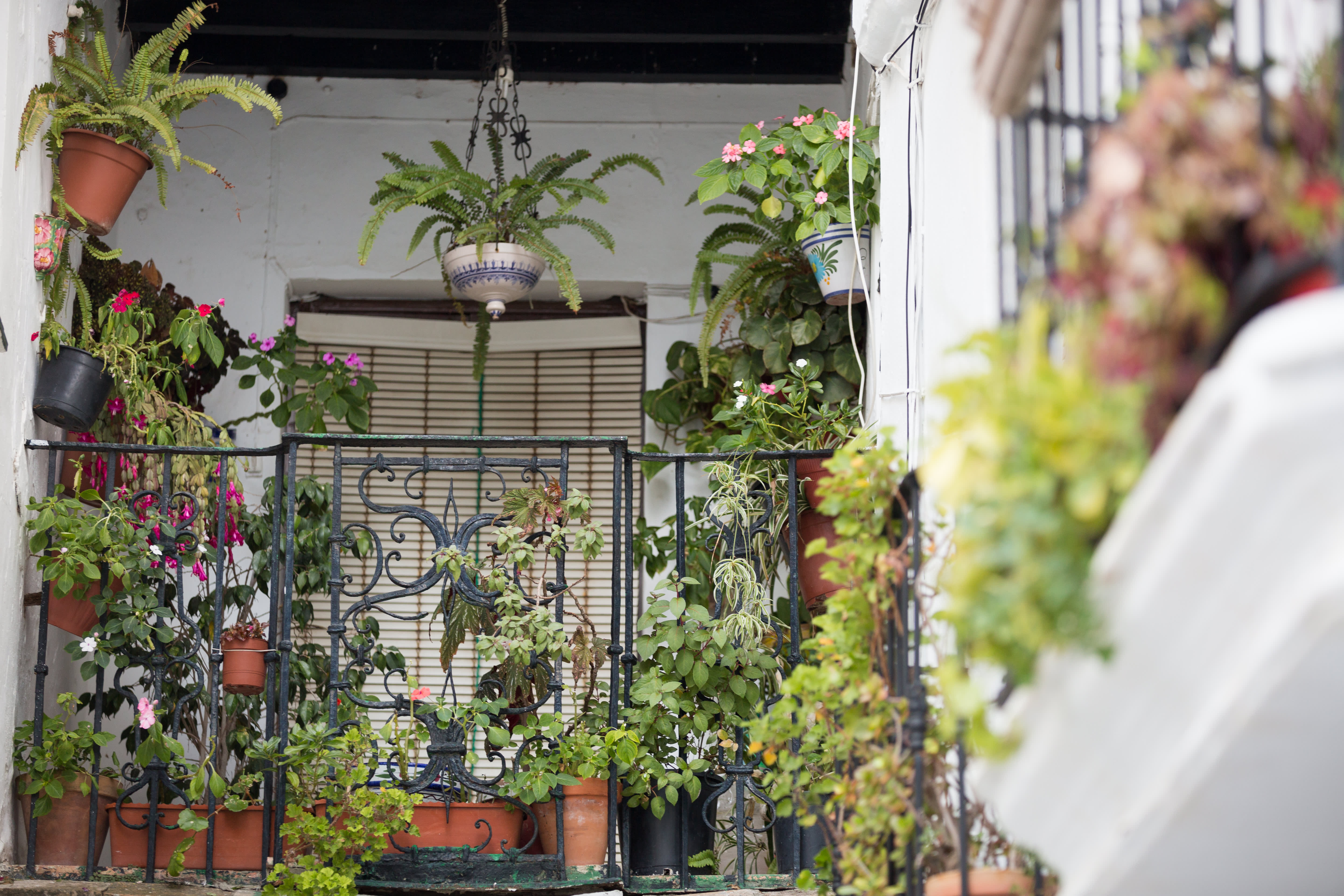 Hängende Pflanzen in Blumenampel sorgen für Grün auf dem Balkon und nutzen jeden Platz aus