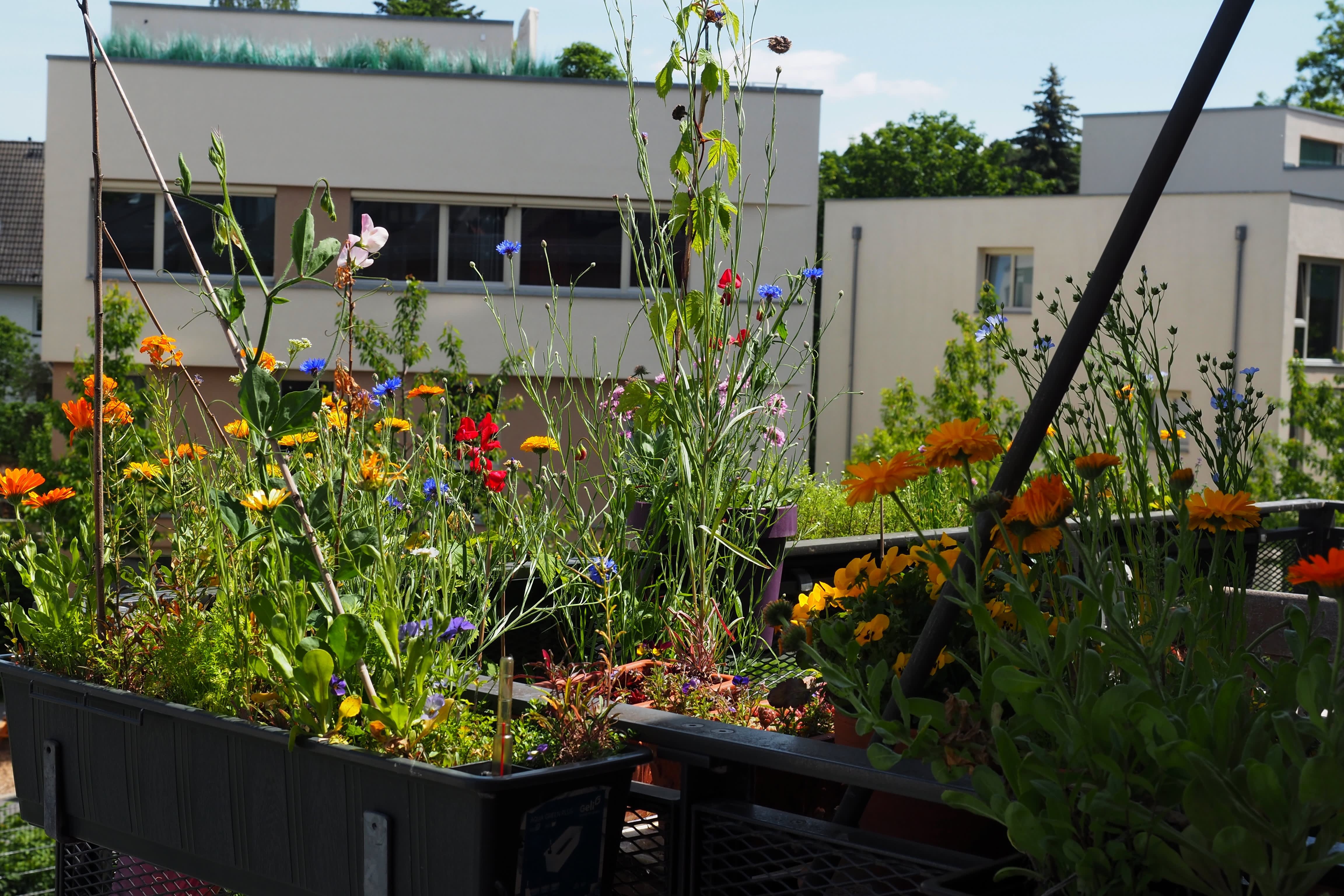 Pflanzkübel mit Wildblumen auf dem Balkon