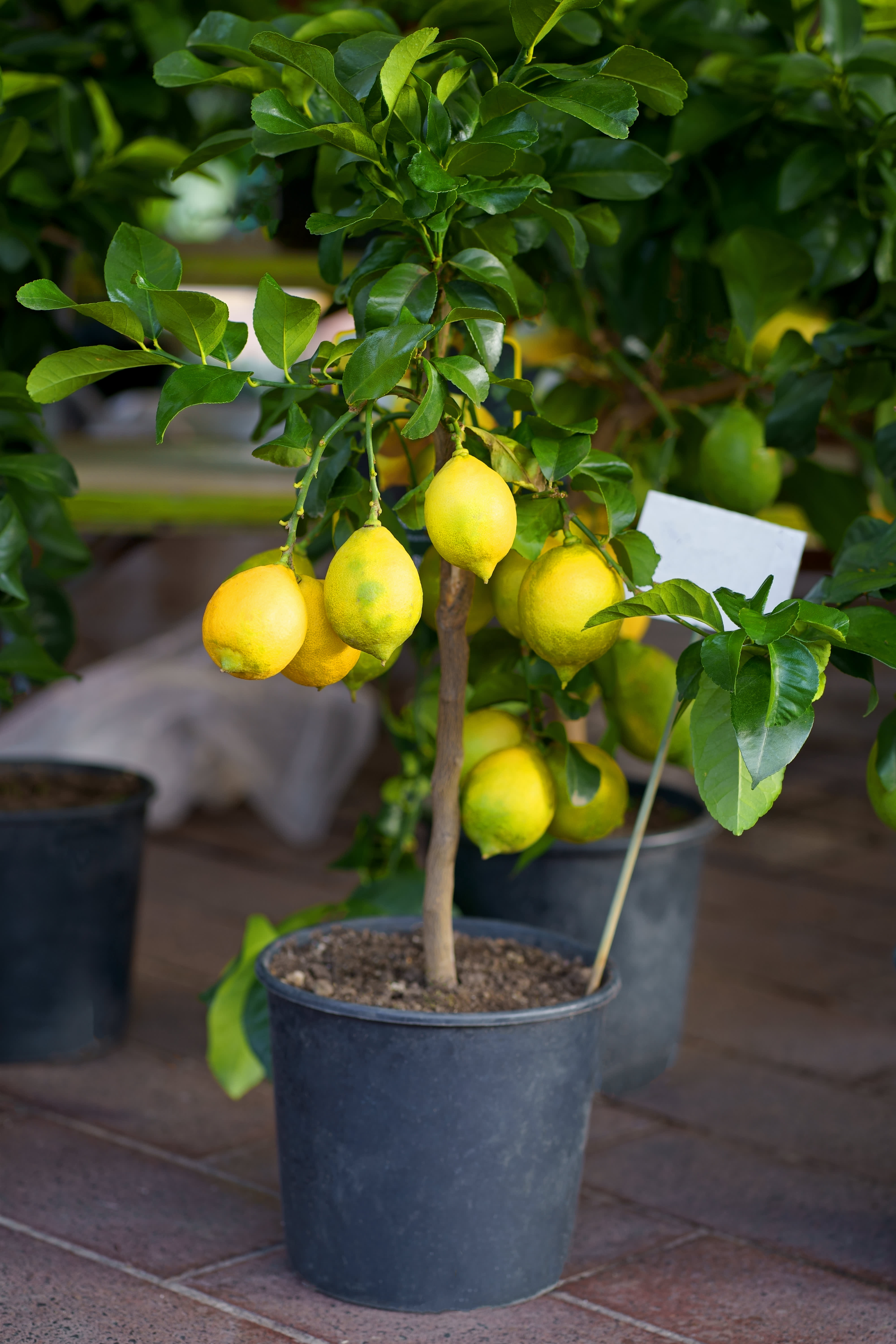 Kleine Obstbäume finden im Topf auch auf Balkon und Terrasse Platz.