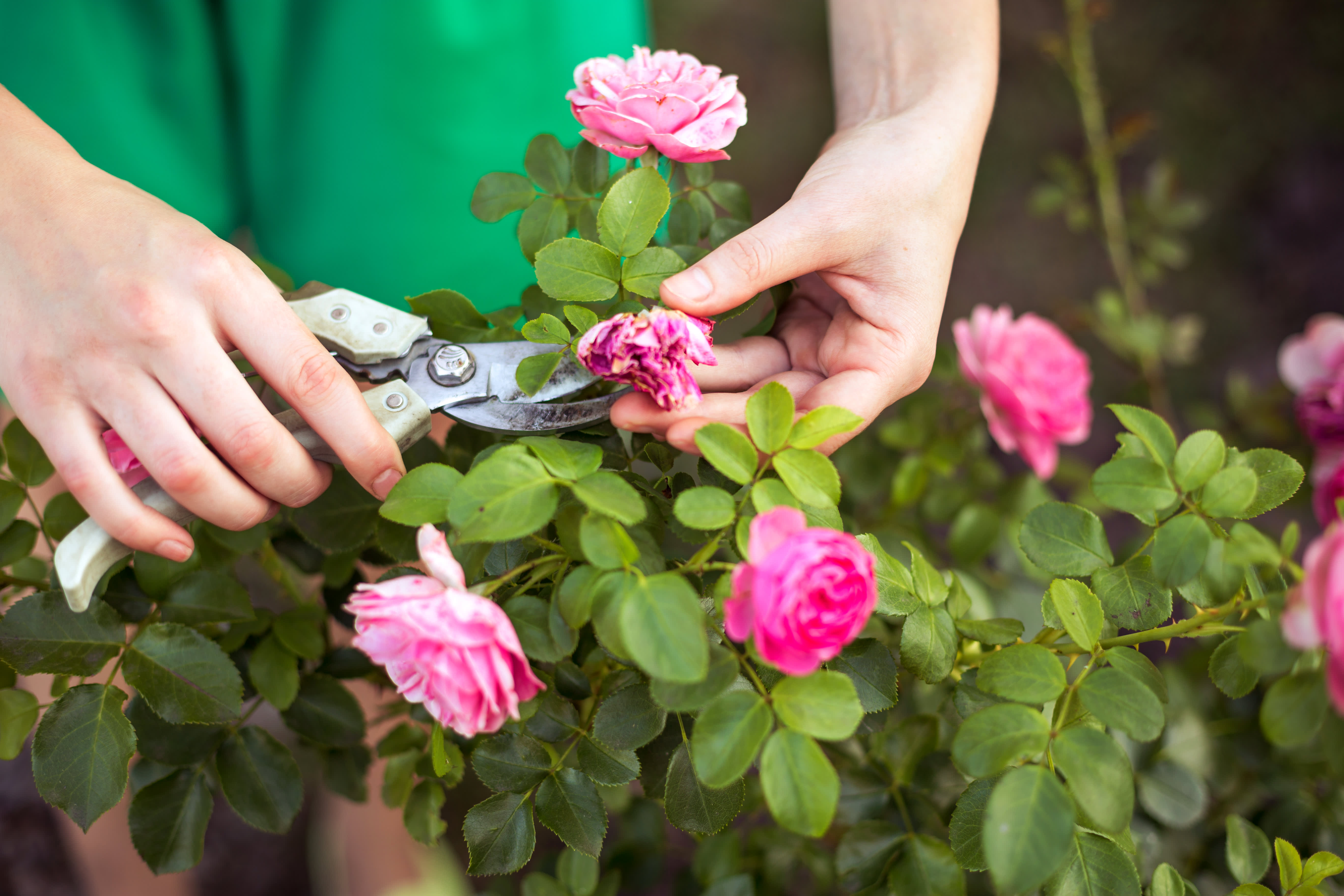 Rosen schneiden im Garten