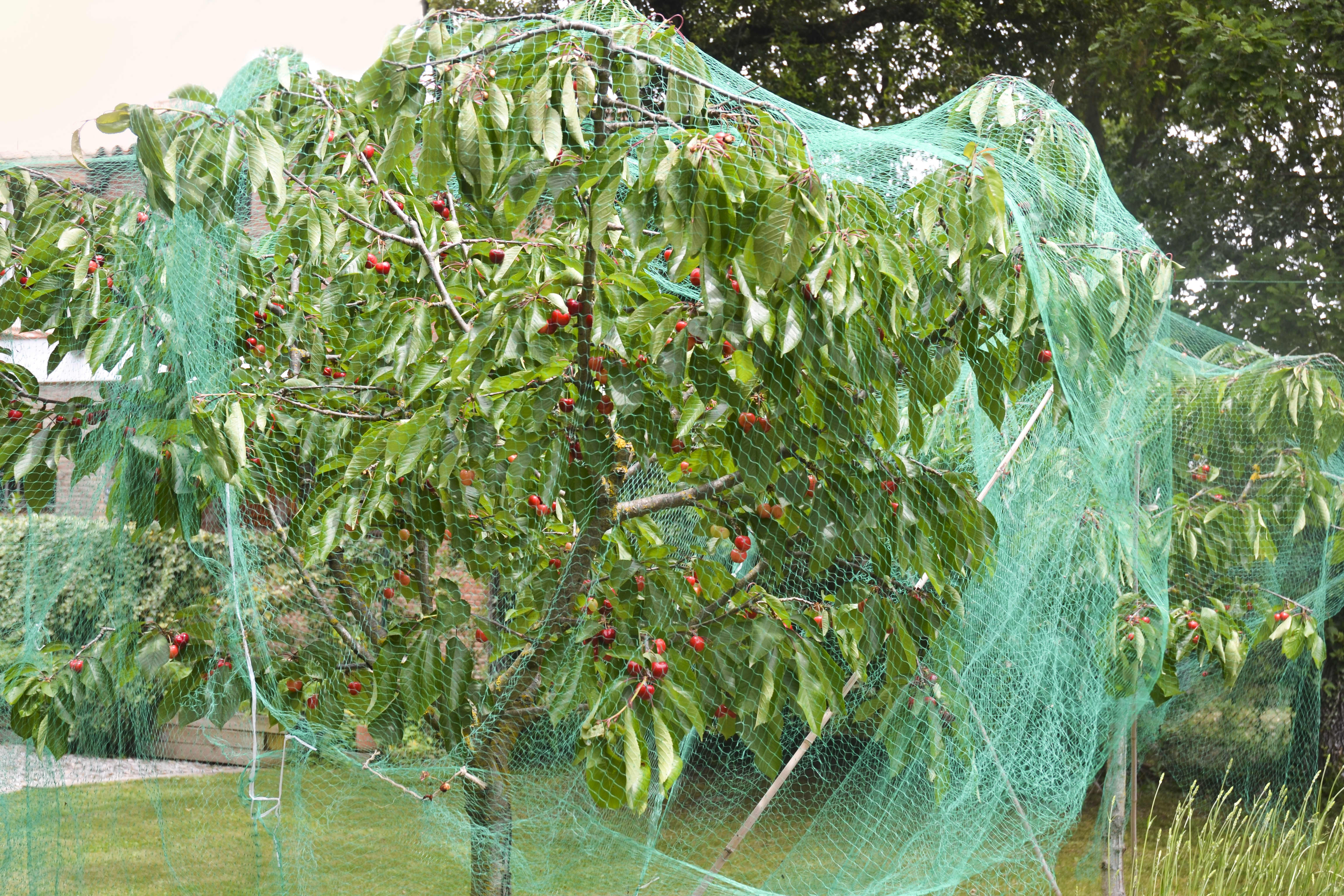 Kirschbaum mit Vogelnetz darüber