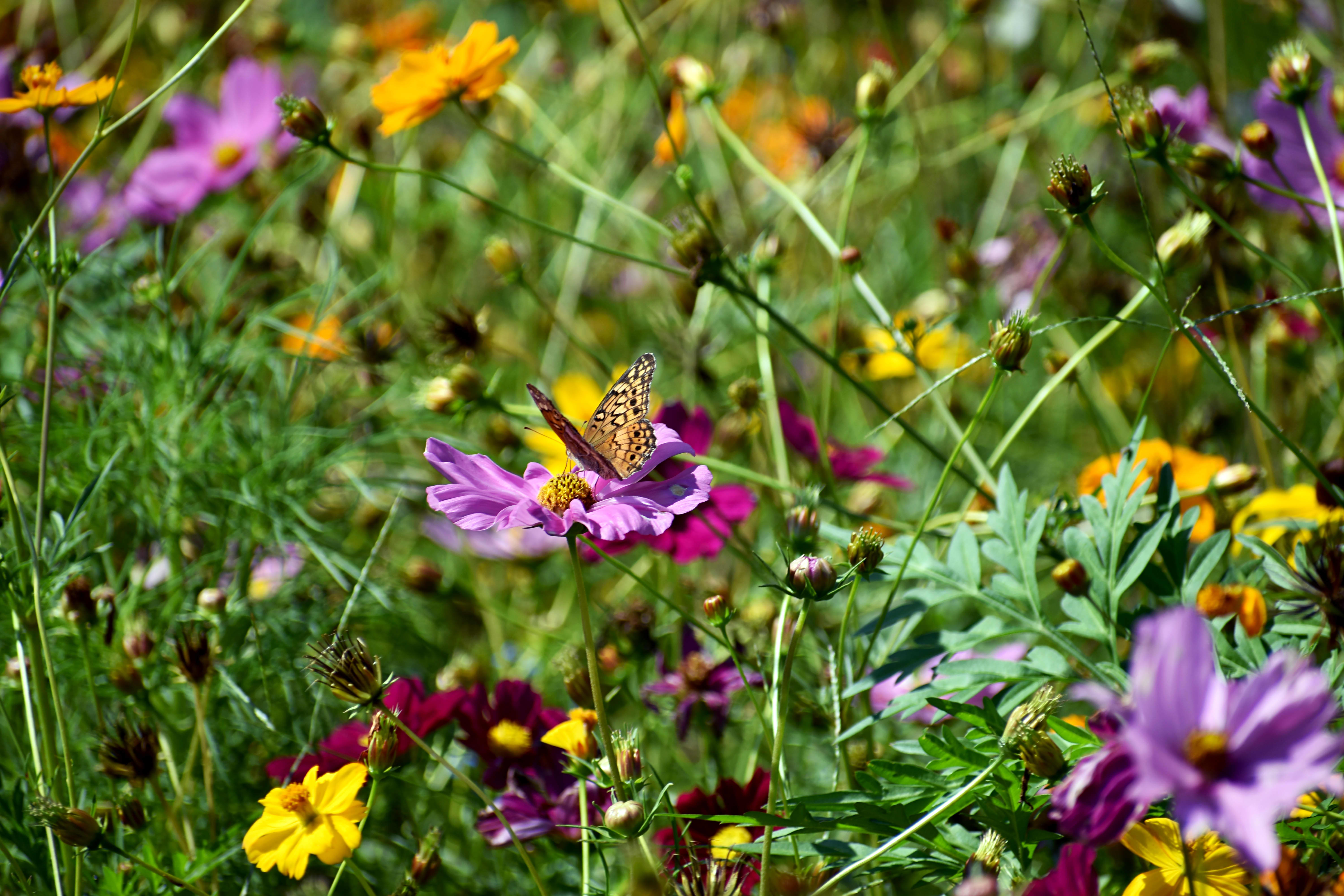 Wildblumenwiese mit einem Schmetterling
