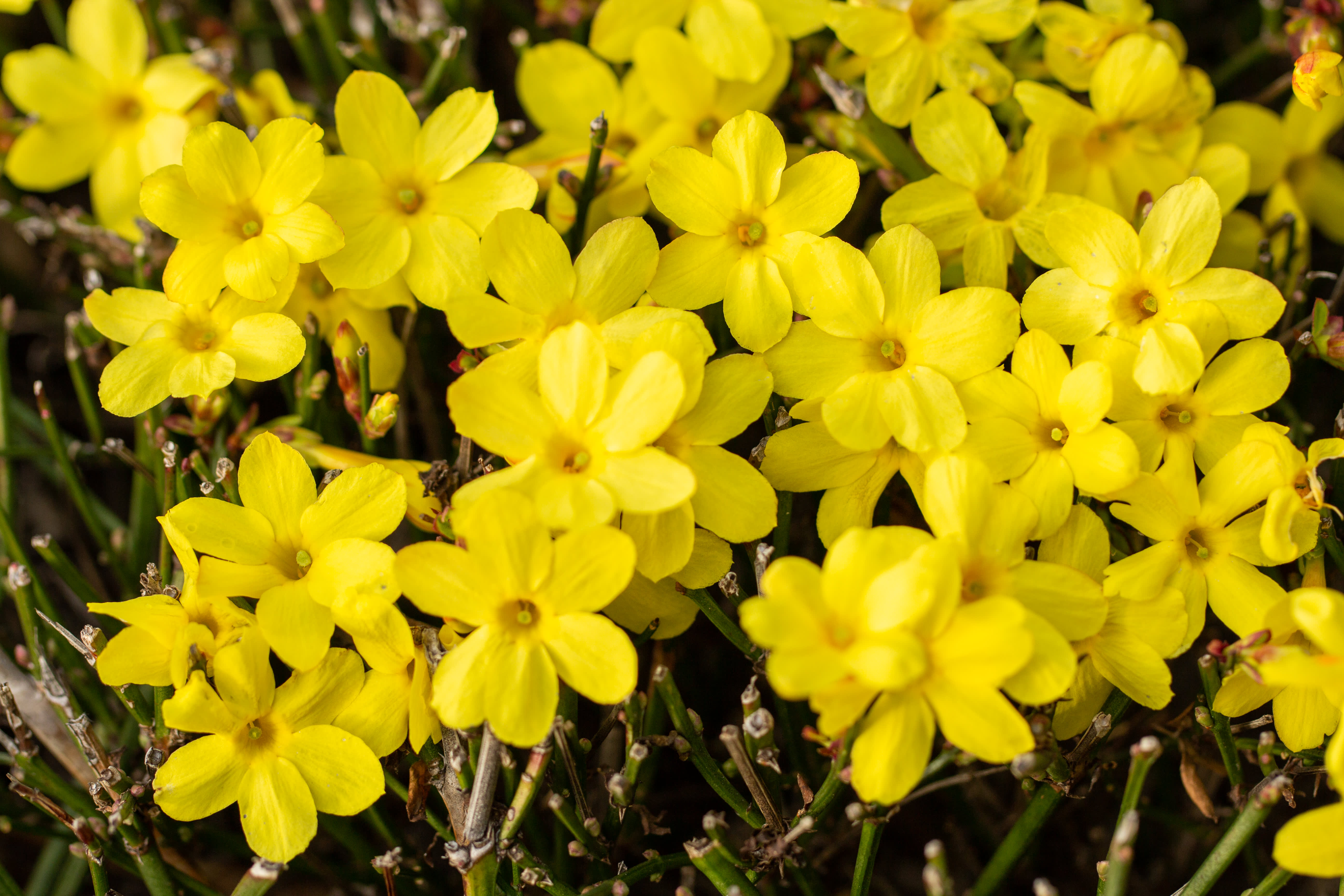 Gelber Winterjasmin