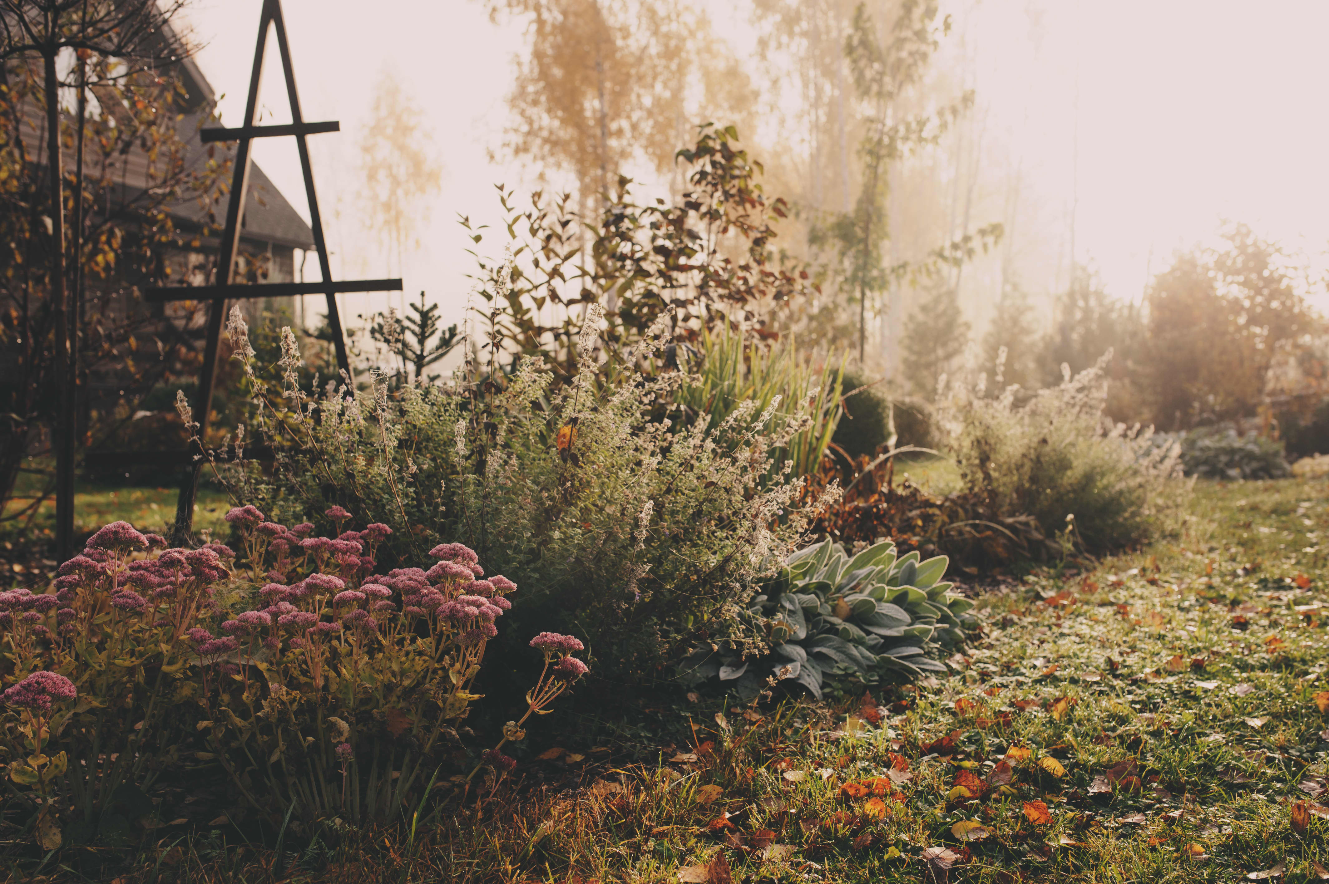 Nebel am frühen Morgen des Spätherbstes oder Winters hüllt einen Garten in eine frostige Atmosphäre