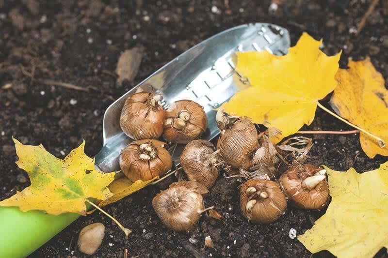 Handschaufel mit grünem Griff zusammen mit Blumenzwiebeln und gelben Blättern auf der Erde