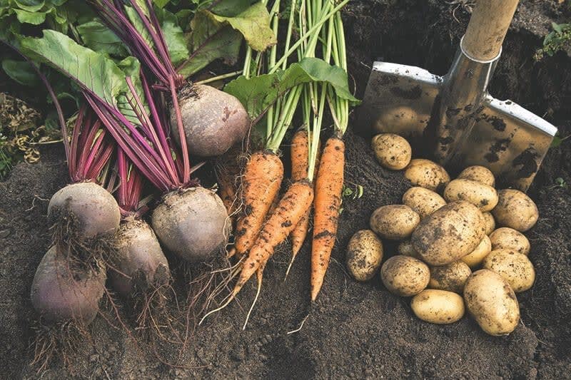 Kartoffeln, Rote Bete und Möhren auf Erde