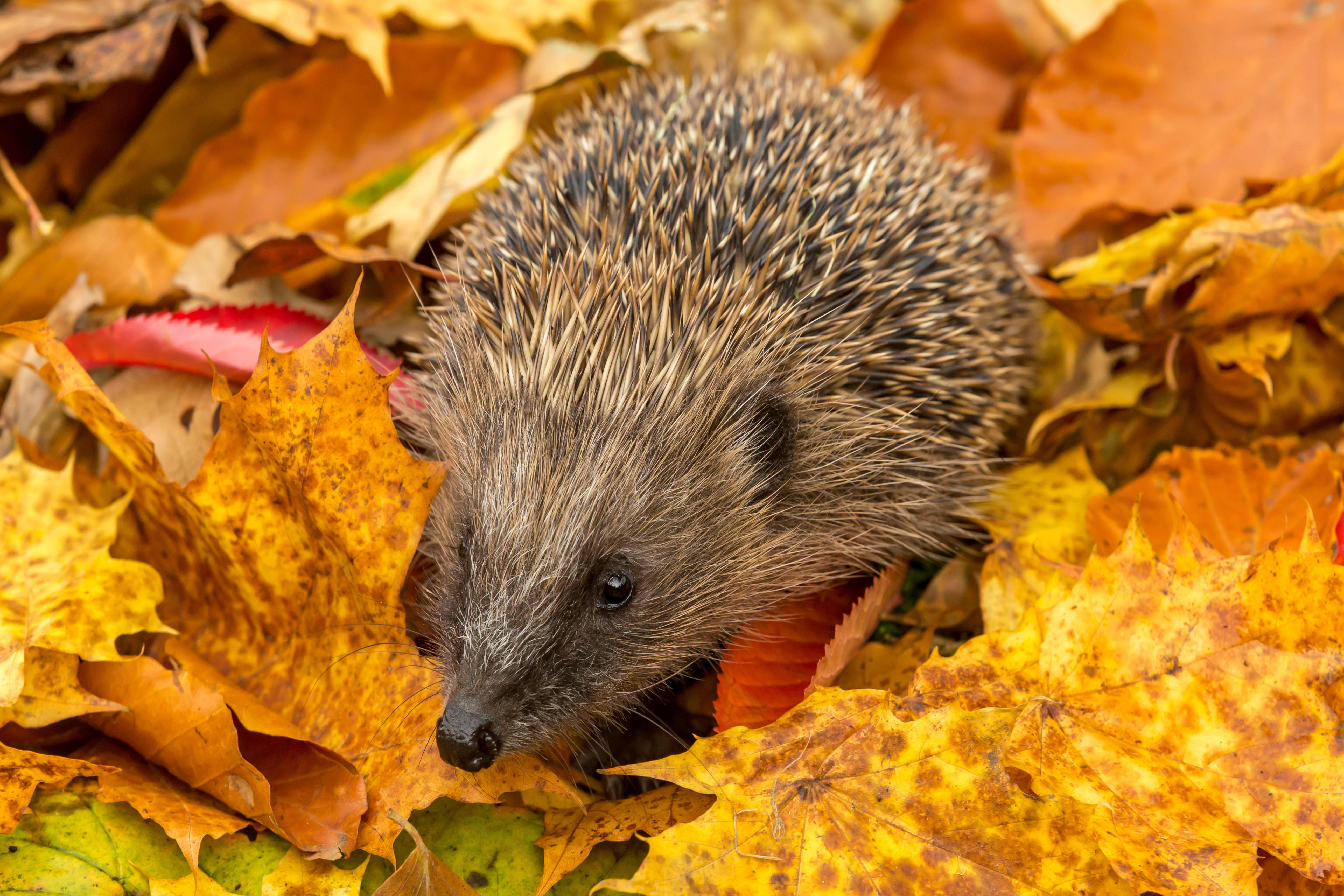 Igel in bunten Herbstblättern