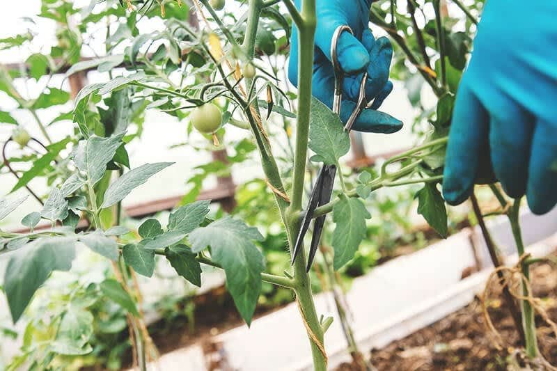 Tomatenpflanze wird geschnitten