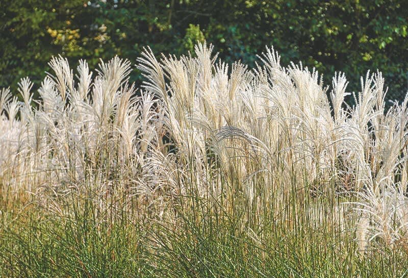 Ziergräser im Garten