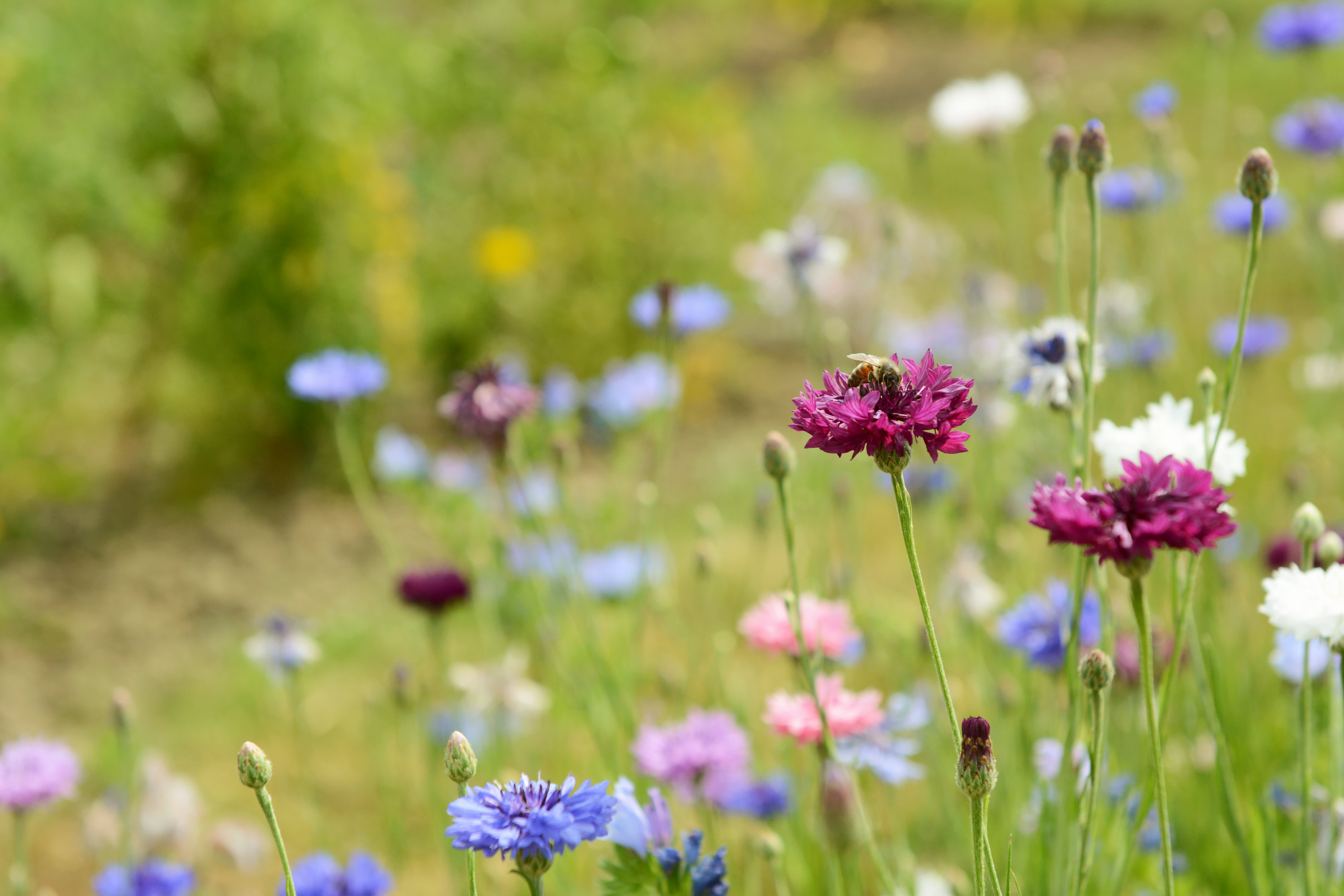 Bunte Wildblumen mit Bienen