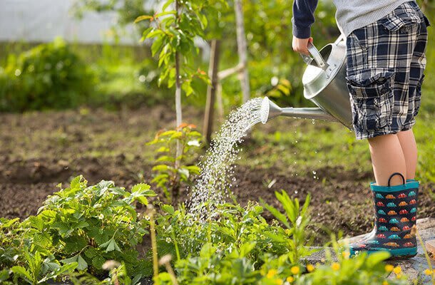 Kräuter im Garten gießen