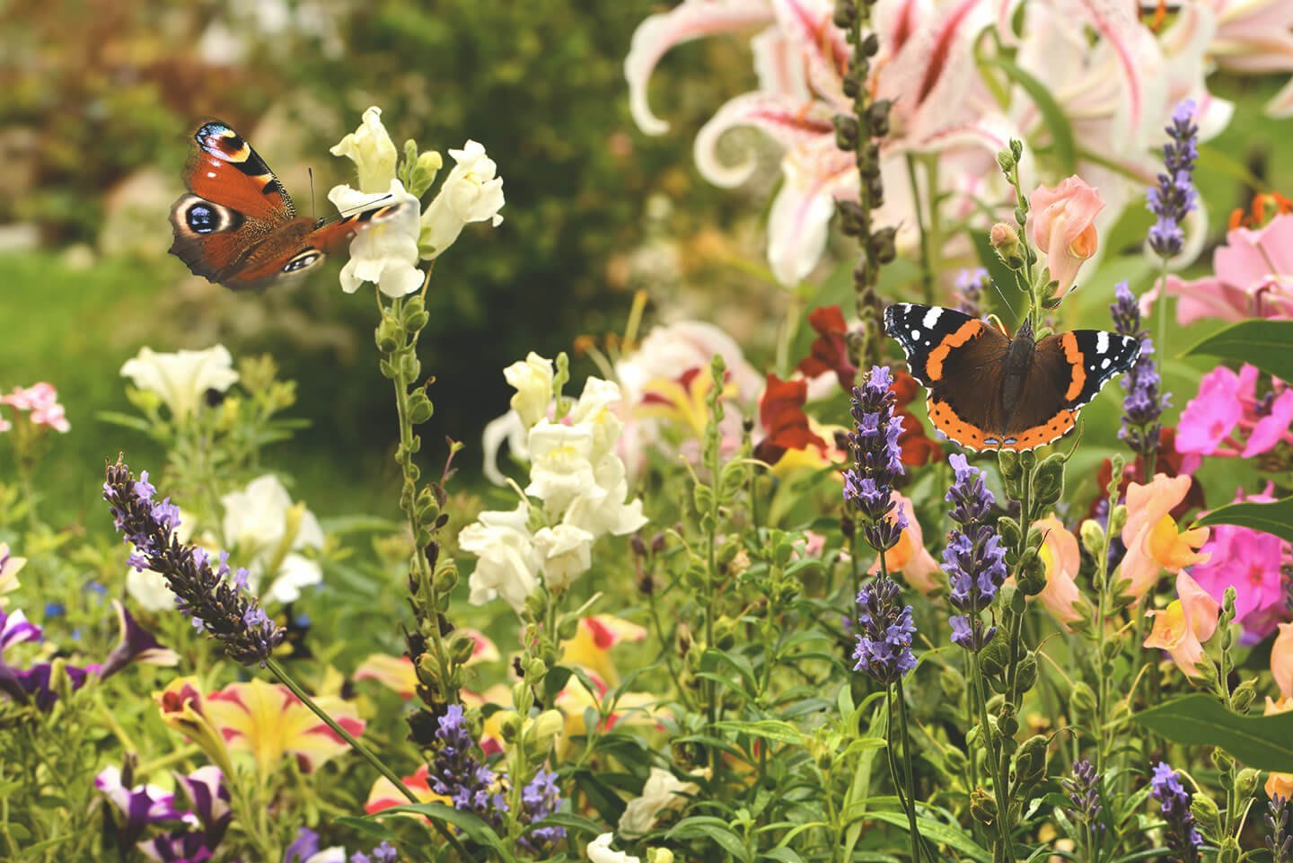 Verschiedene Pflanzen in einem Garten mit Schmetterlingen