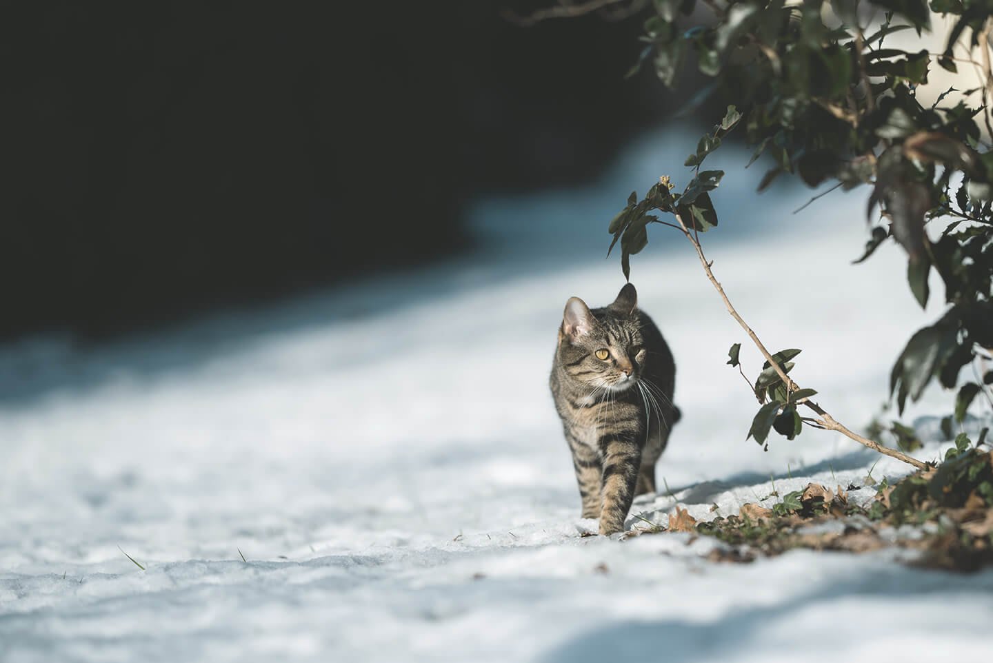 Katze im Garten im Schnee