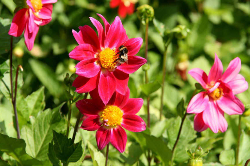 Eine Nahaufnahme von leuchtend pinken Blumen mit gelben Zentren im Garten. Eine Biene sitzt auf einer der Blüten und sammelt Nektar. Der Hintergrund ist grün mit weiteren Blüten im Unschärfe